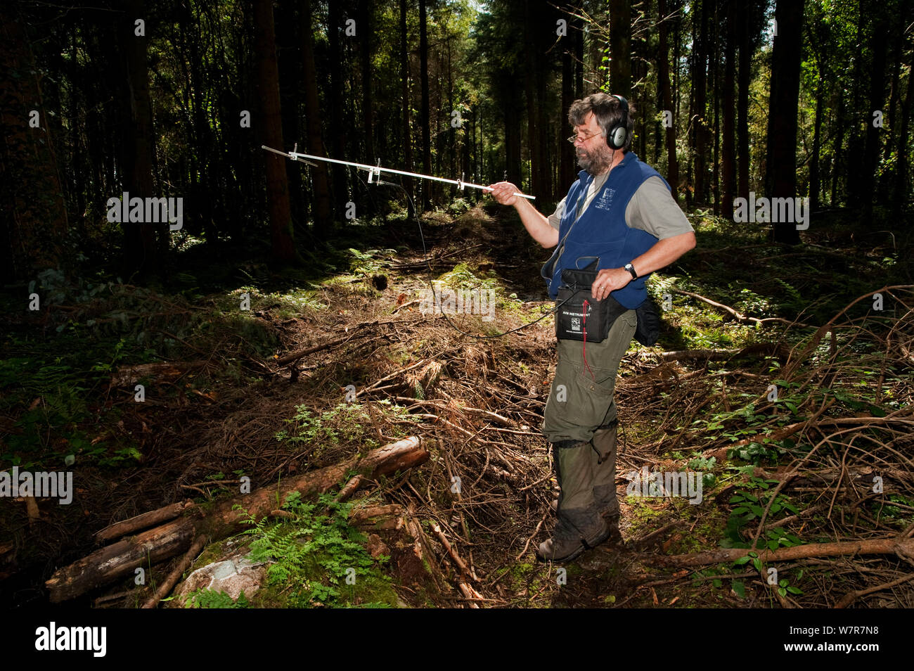 Pete Turner radio tracking Baummarder (Martes martes) Baummarder Forschung durch das Institut für Technologie von Waterford, Irland, August 2008 Stockfoto