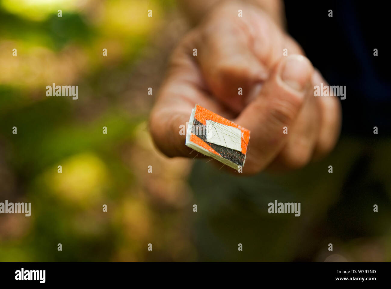 Pete Turner sammeln Baummarder (Martes martes) Haar Proben. Forschung durch das Institut für Technologie von Waterford, Irland. Mit angehaltenem Kunststoffrohre, die Sie sammeln, kleine Proben von Haar für die DNA-Analyse der Zusammenhänge und die Verteilung der Baummarder zu studieren, August 2008 Stockfoto