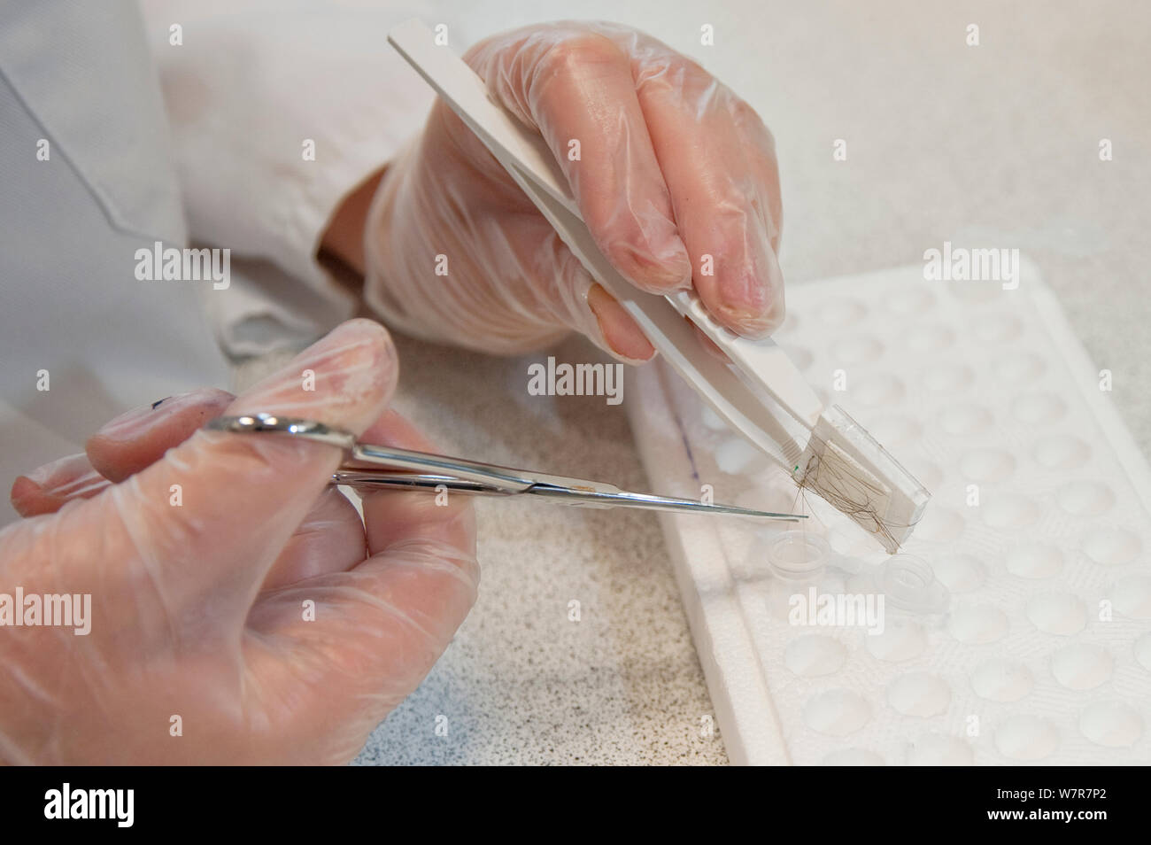 Jacinta Mullins tests Baummarder (Martes martes) DNA-Proben, die Verflechtung und die Verteilung der Baummarder zu studieren. Waterford, Irland. August 2008 Stockfoto