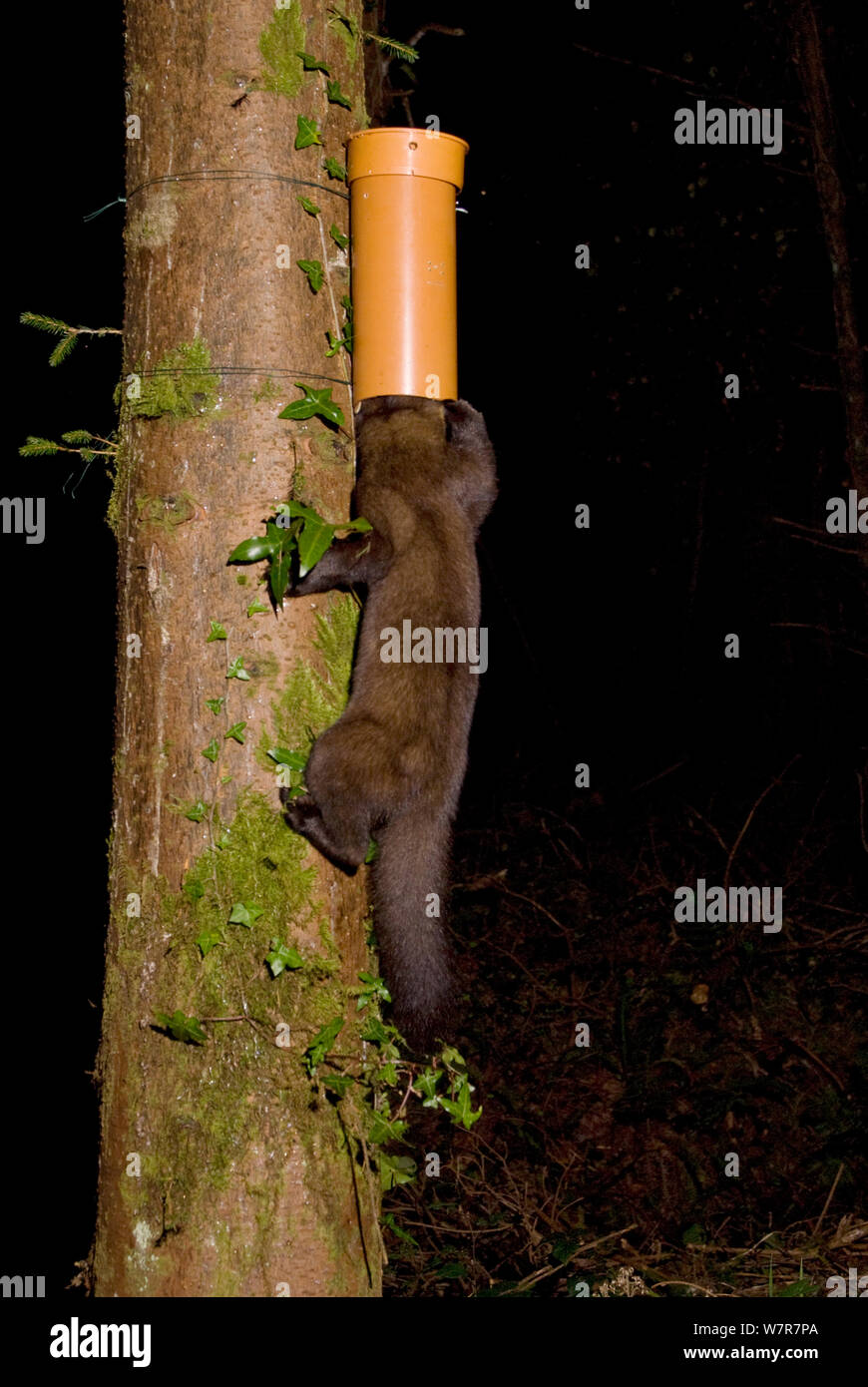 Baummarder (Martes martes), Köder in Kunststoff Rohr, links Haarproben für die DNA-Analyse der Zusammenhänge und die Verteilung der Baummarder zu studieren, zu sammeln. Marder Forschung durch das Institut für Technologie von Waterford, Irland. Kamera trap Foto. September 2009 Stockfoto
