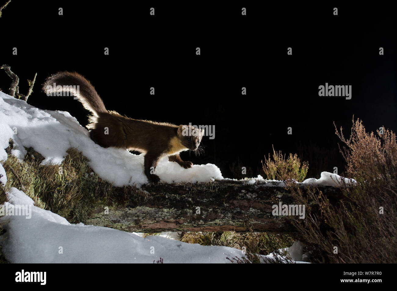 Baummarder (Martes martes) zu Fuß auf schneebedeckten anmelden, Black Isle, Schottland, Großbritannien. März 2013. Durch die Kamera trap fotografiert. Stockfoto