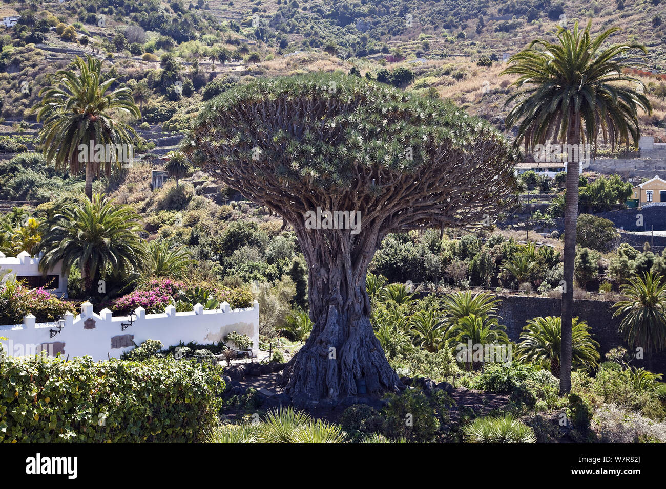 Alte Drachenbaum (Dracaena Draco), genannt El Drago Milenario, Icod de los Vinos, Teneriffa, Kanarische Inseln, Spanien, März 2012. Stockfoto