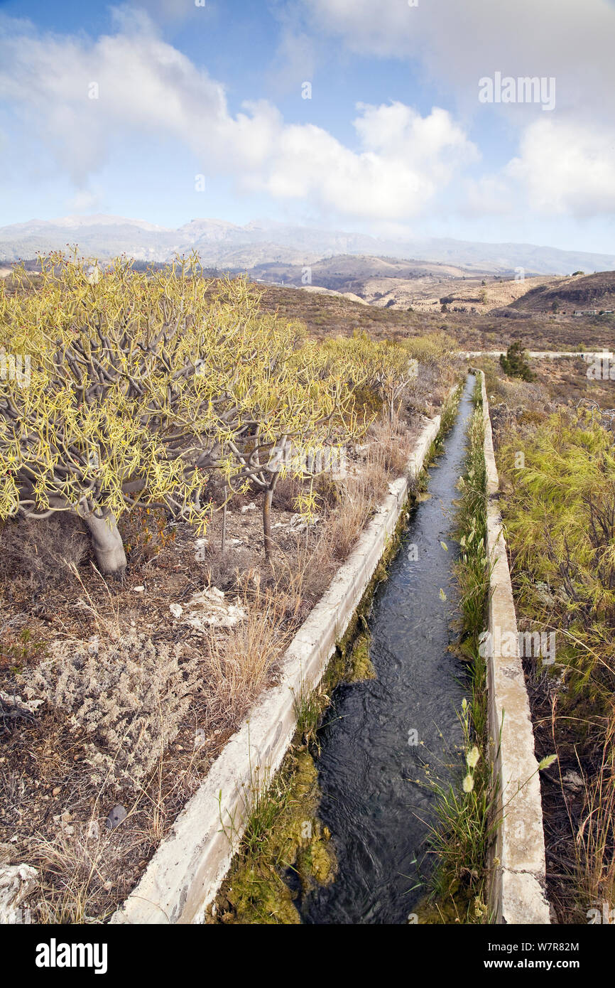 Canal de Sur, Teneriffa, Kanarische Inseln, Spanien, April 2012. Stockfoto