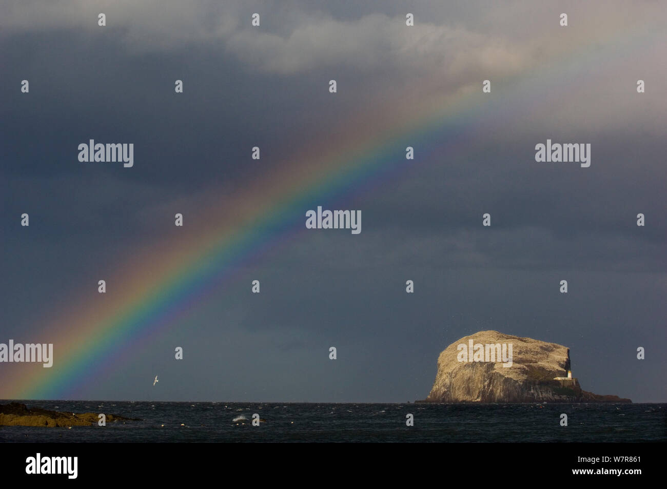 Regenbogen und Sturmwolken über Bass Rock in der Ferne, das ist der Nährboden für 140.000 Tölpel, Firth-of-Forth, Schottland, UK, Mai Stockfoto