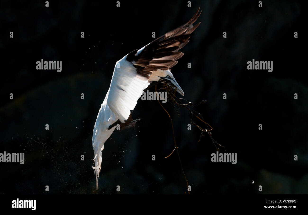 Gannett (Morus bassanus) Erwachsenen, Hinterleuchtung von morgen, wenn's licht wird, kommt in einem gespiegelten Felswand zu landen, Algen, Shetlandinseln, Schottland, UK, August Stockfoto