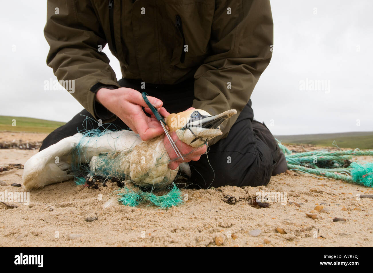 Hermaness warden, Alastair Wilson, beginnt der lange Prozess der Befreiung eines erwachsenen Gannett (Morus bassanus), die ernsthaft in verworfen Fischernetz verheddert ist. Shetlandinseln, Schottland, Großbritannien, Juli. Stockfoto