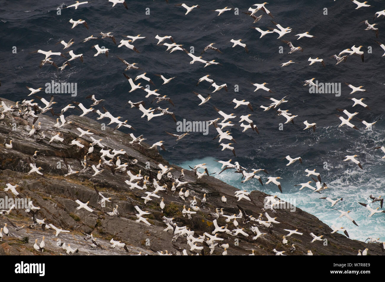 Gannett (Morus bassanus) Herde im Flug von einer kleinen, nicht-Zucht Insel Roost. Shetlandinseln, Schottland, UK, September Stockfoto