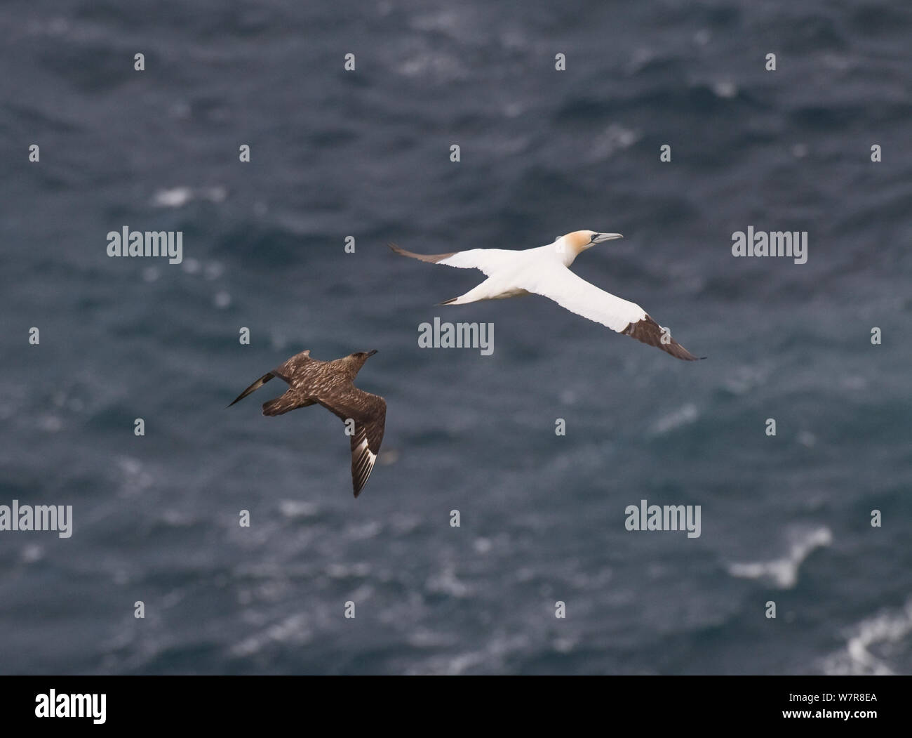 Great skua (Eulen skua) bis hinter Fliegen zu Angriff der Gannett (Morus basanus) und versuchen, es zu erzwingen, in der Luft, Fisch zu Erbrechen. Die neue adaptive Verhalten hat sich erst in den letzten Jahren festgestellt worden. Shetland Inseln, Schottland, UK, September. Stockfoto