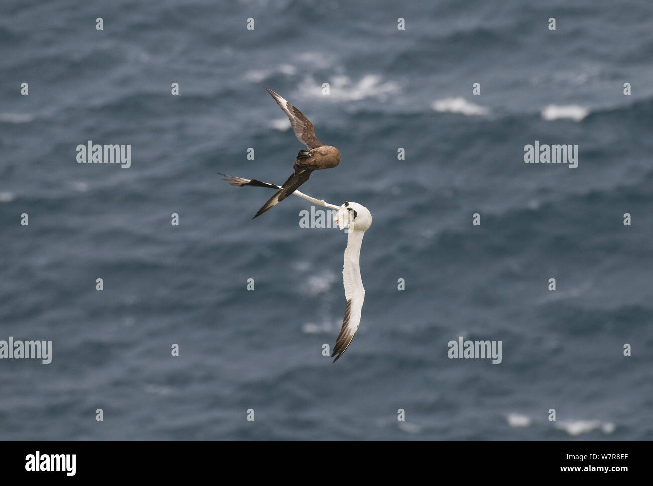 Great skua (Eulen skua) bis hinter Fliegen zu Angriff der Gannett (Morus basanus) und versuchen, es zu erzwingen, in der Luft, Fisch zu Erbrechen. Die neue adaptive Verhalten hat sich erst in den letzten Jahren festgestellt worden. Shetland Inseln, Schottland, UK, September. Stockfoto