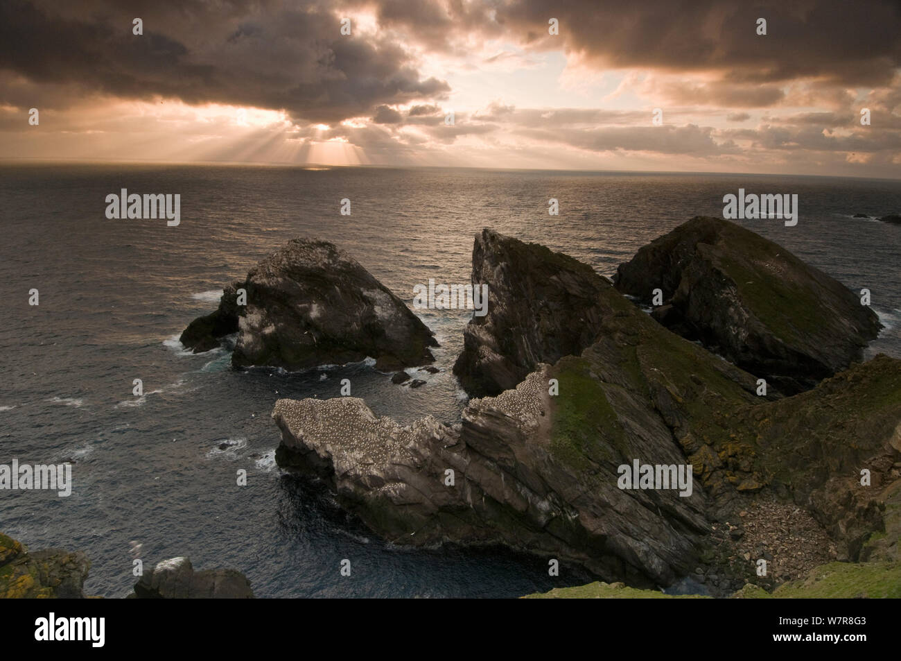 Sturmwolken bedrohlich hinter Hermaness Gannett (Morus bassanus) Kolonie. Shetlandinseln, Schottland, Großbritannien, Juli. Stockfoto