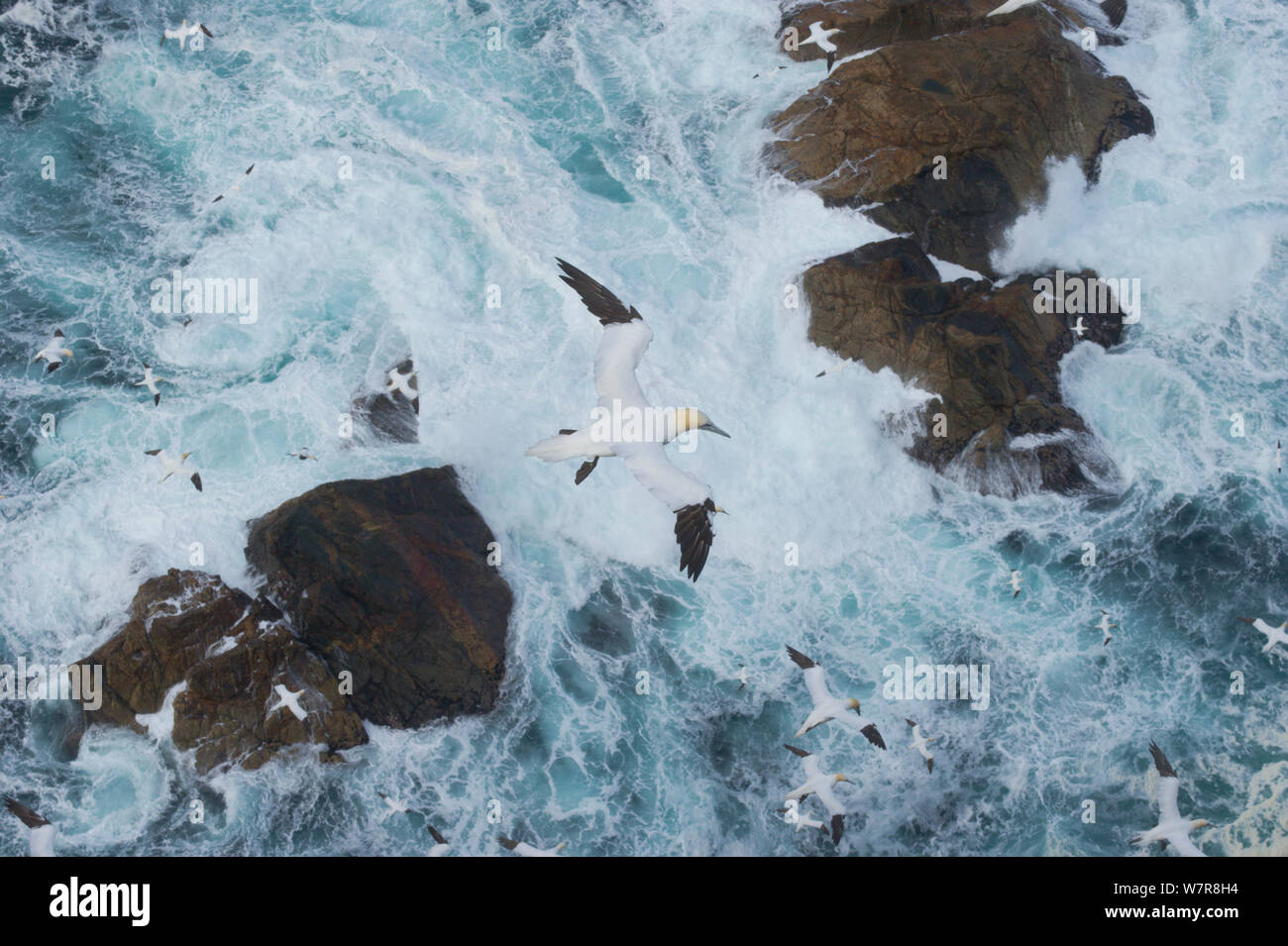 Basstölpel (Morus bassanus) im Flug in Kraft 8 Stürme über das tosende Meer. Shetland Inseln, Schottland, UK, September. Stockfoto