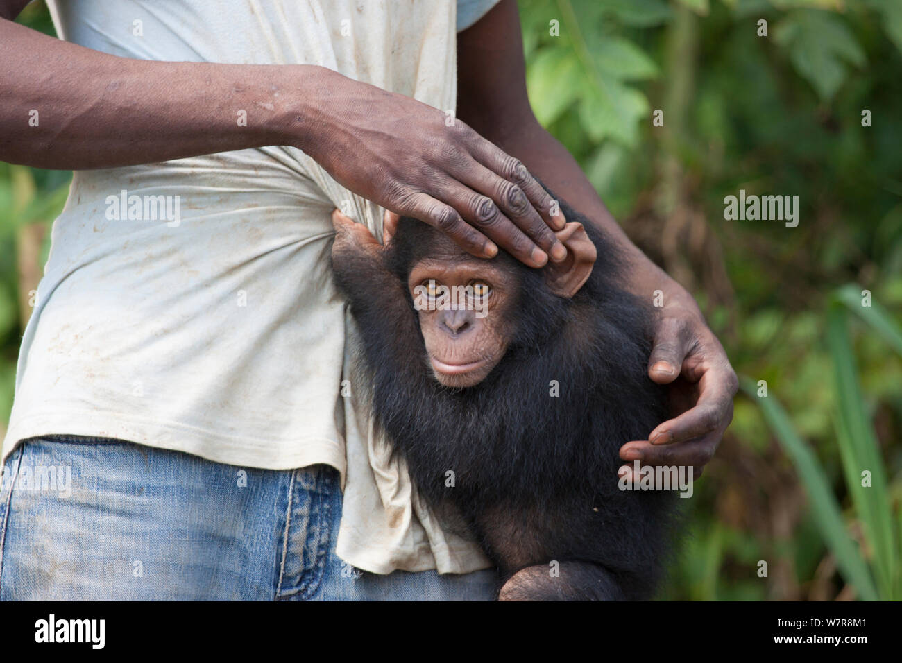 Eine verwaiste Kinder Schimpanse (Pan troglodytes) mit seinem Keeper auf eine Rehabilitation Insel im unteren Sanaga Fluss, Kamerun, Mai 2010. Stockfoto