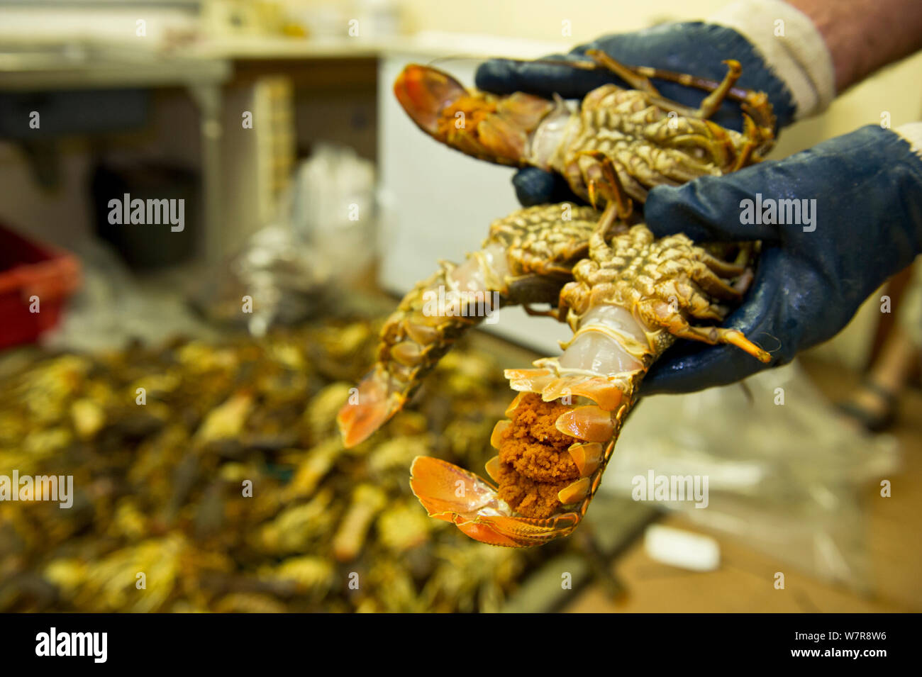 West Coast Rock Lobster (Jasus lalandii) einschließlich der weiblichen mit Eiern zu Eingesackt und in der Saldanha Bay Polizeistation eingefroren werden. Sie werden als Beweis gegen die Wilderer vor Gericht verwendet werden. Strafverfolgung fand diese ganzen Last von über 300 Hummer in der Wilderer. Saldanha Bay, Western Cape, Südafrika, Januar 2013 Stockfoto
