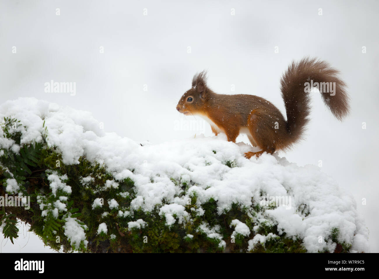 Eichhörnchen (Sciurus vulgaris) im Schnee, Dumfries, Schottland, UK, Januar. Stockfoto
