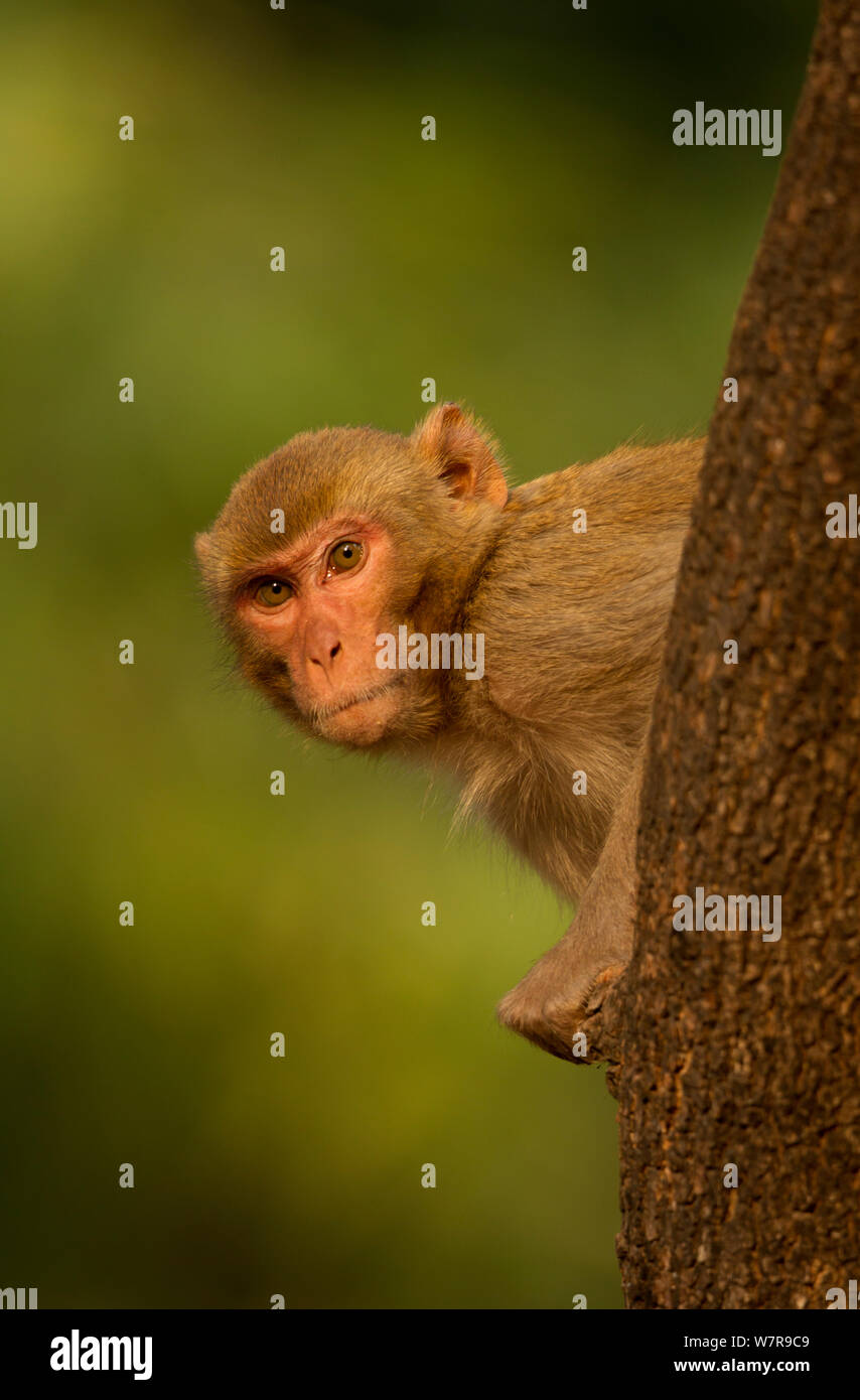 Rhesus Makaken (Macaca mulatta) Peering der Seite, die von einem Baum, Bandhavgarh Nationalpark, Indien, Februar. Stockfoto