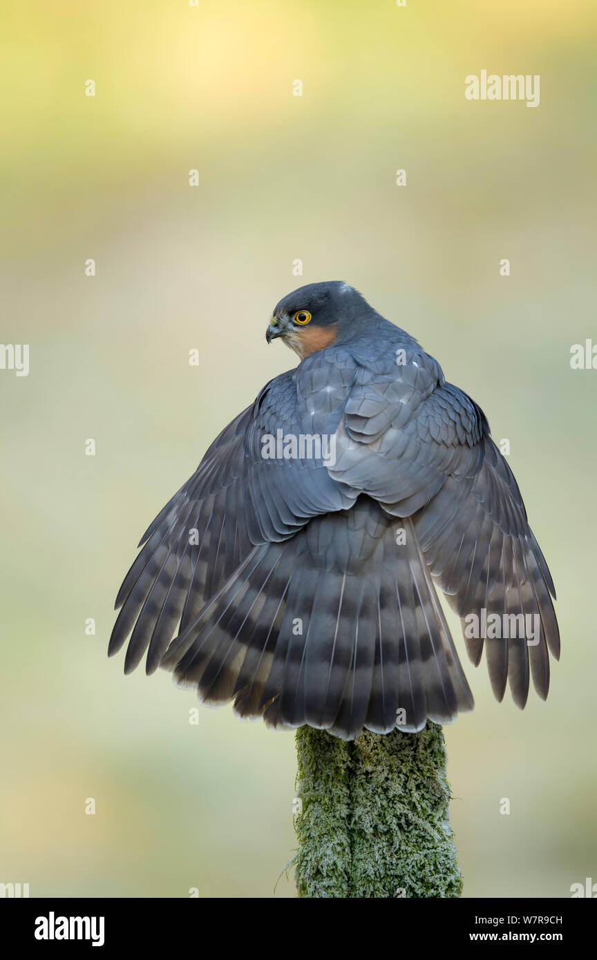 Erwachsene männliche Sperber (Accipiter nisus) seine Flügel Stretching, Dumfries, Schottland, Großbritannien, Februar. Stockfoto