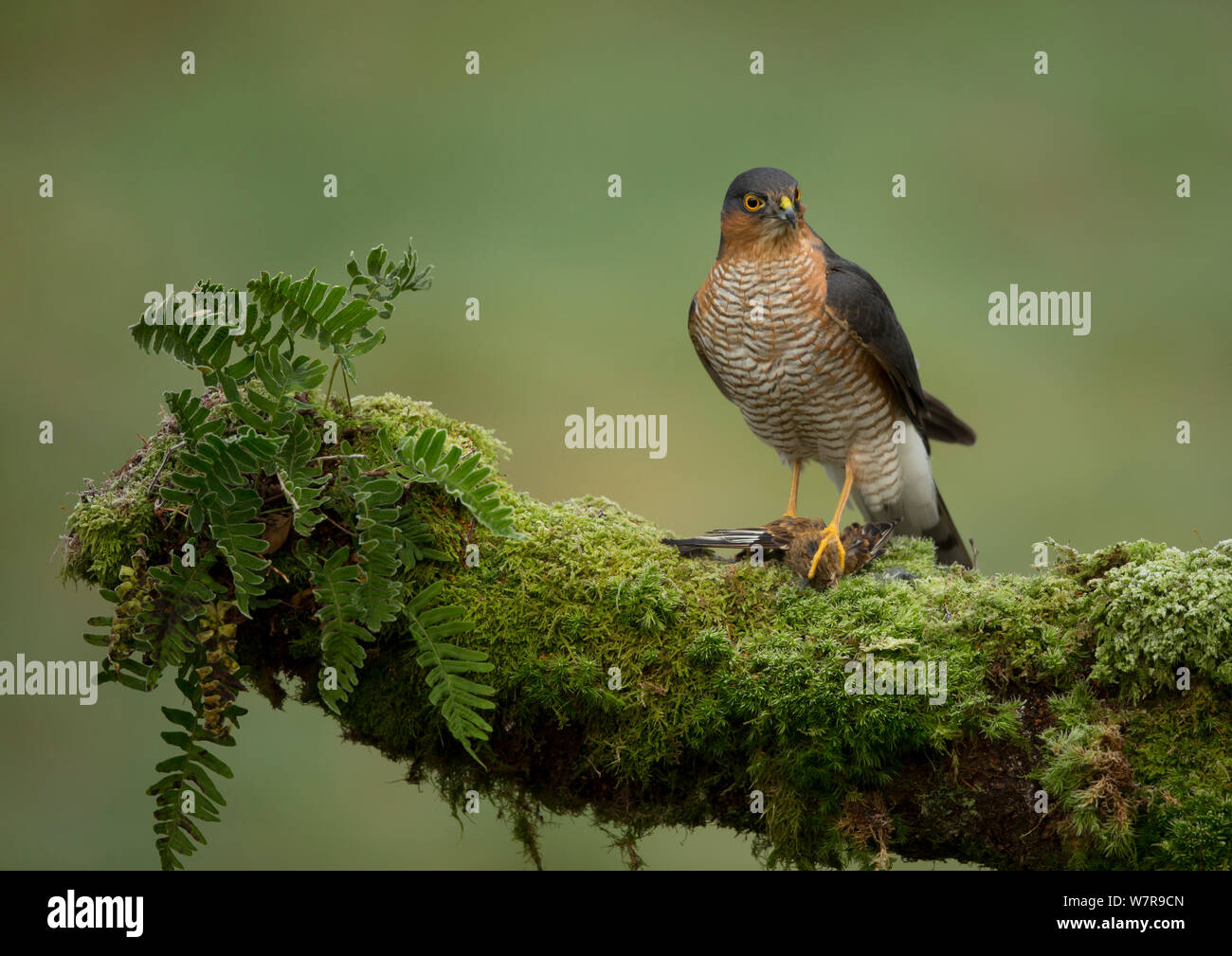 Erwachsene männliche Sperber (Accipiter nisus) mit Beute auf einem Zweig, Dumfries, Schottland, UK, November thront. Stockfoto