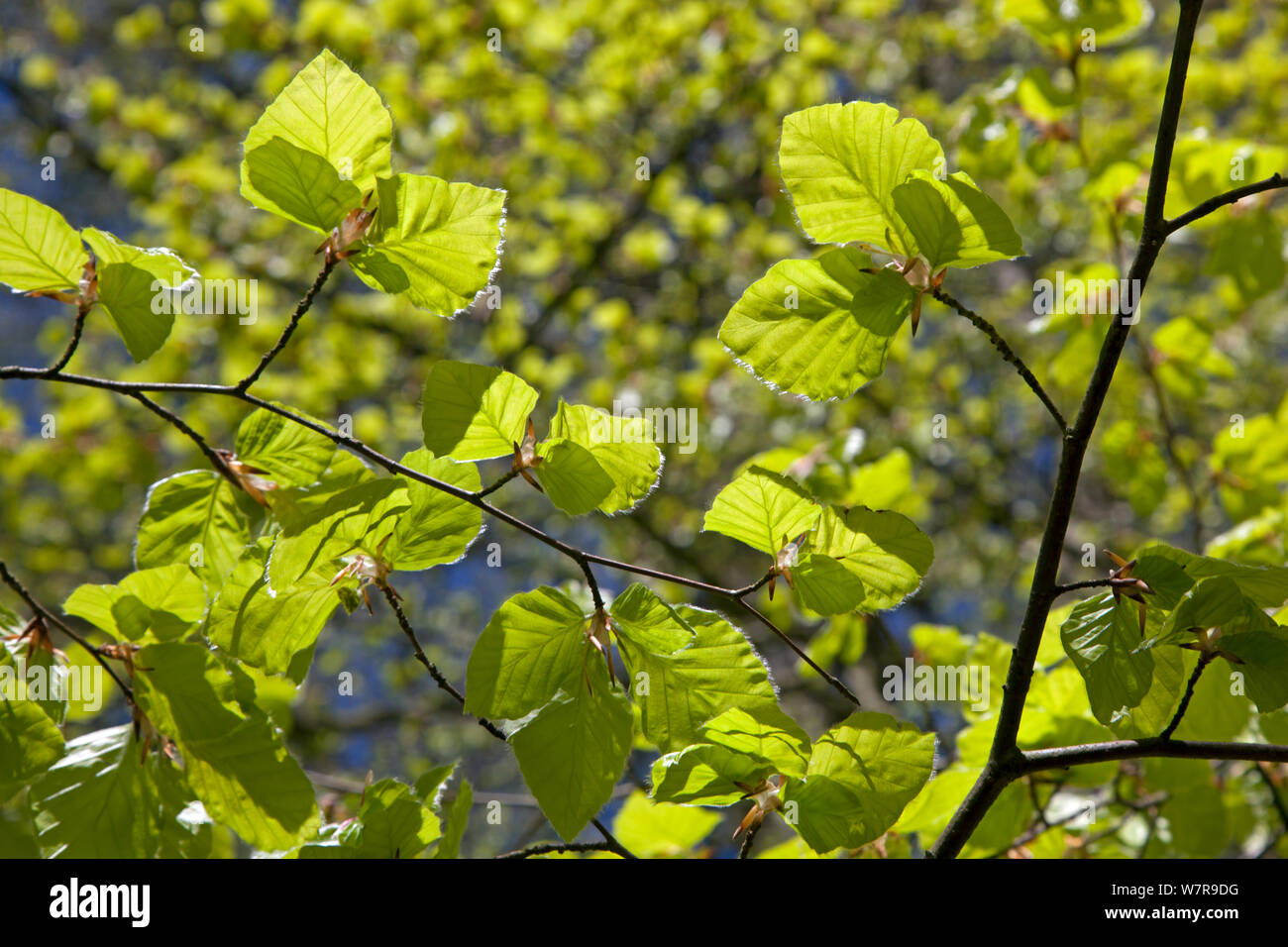 Buche (Fagus sylvatica) neue Blätter im Frühjahr, UK, April Stockfoto