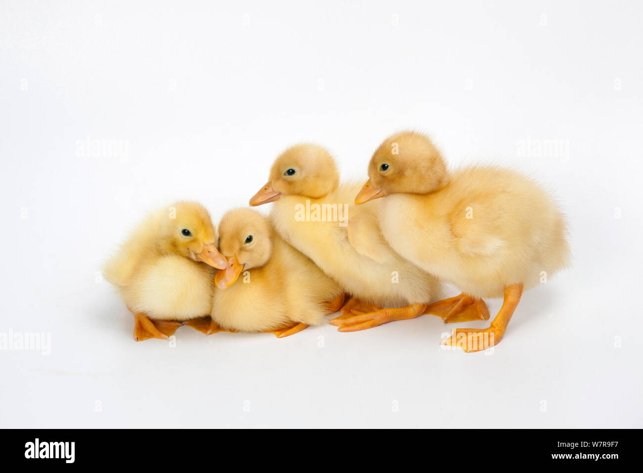 Vier frisch geschlüpfte Entenküken Stockfoto