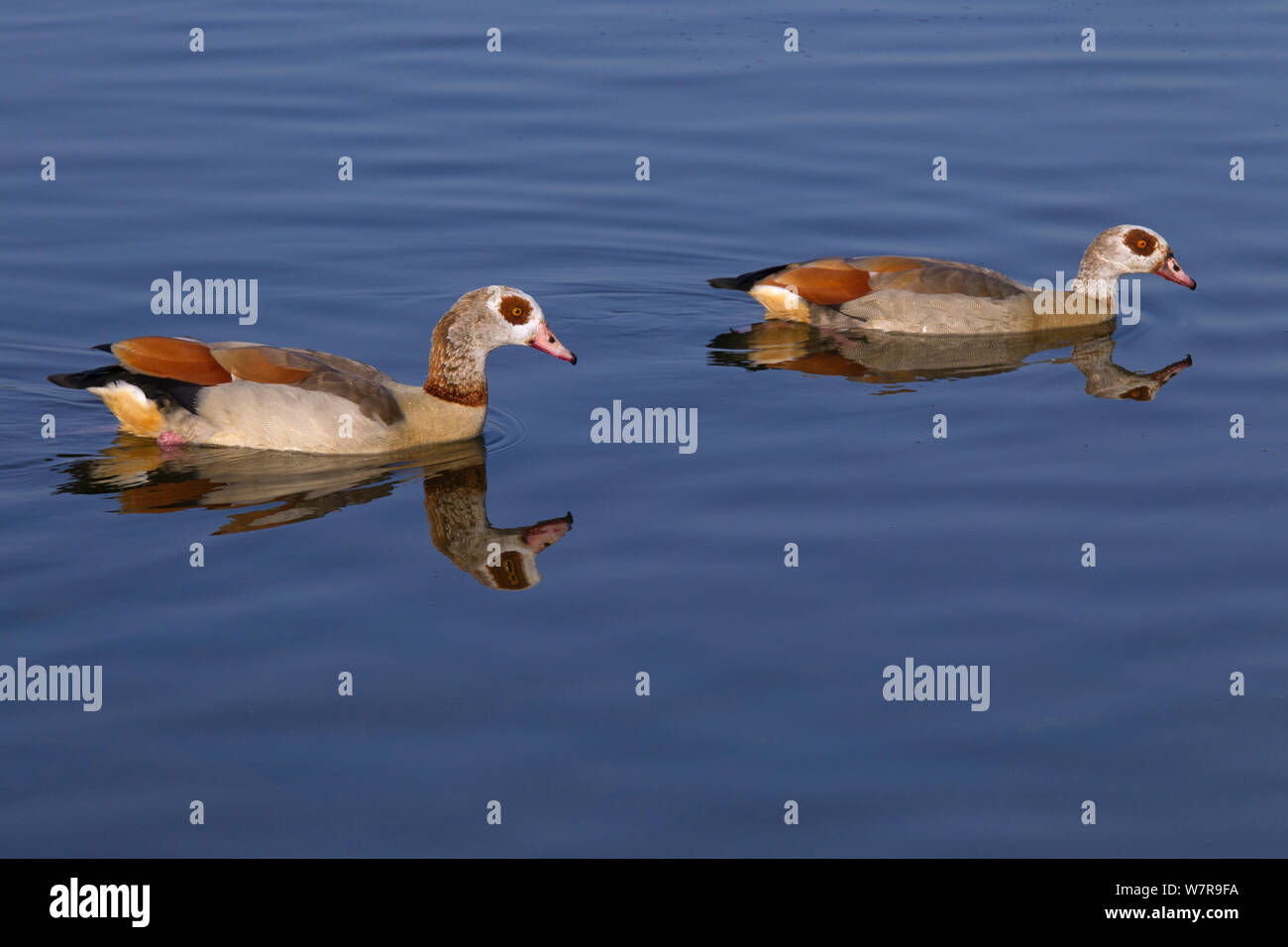 Ägyptischer Gans (Alopochen aegyptiacus) Paar schwimmen in Feuchtgebieten, Großbritannien Stockfoto