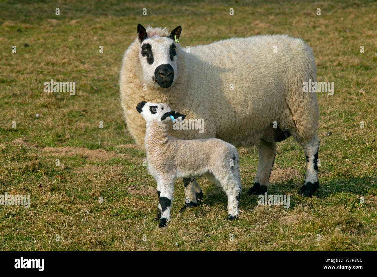Kerry Hill Schaf und Lamm, UK, April Stockfoto
