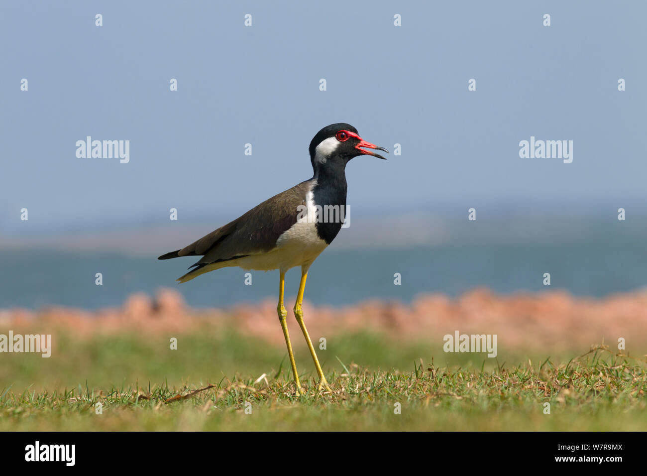 Red Gelbstirn-blatthühnchen Plover (Vanellus indicus) Zufuhr von Wasser, Yala NP, Sri Lanka Stockfoto