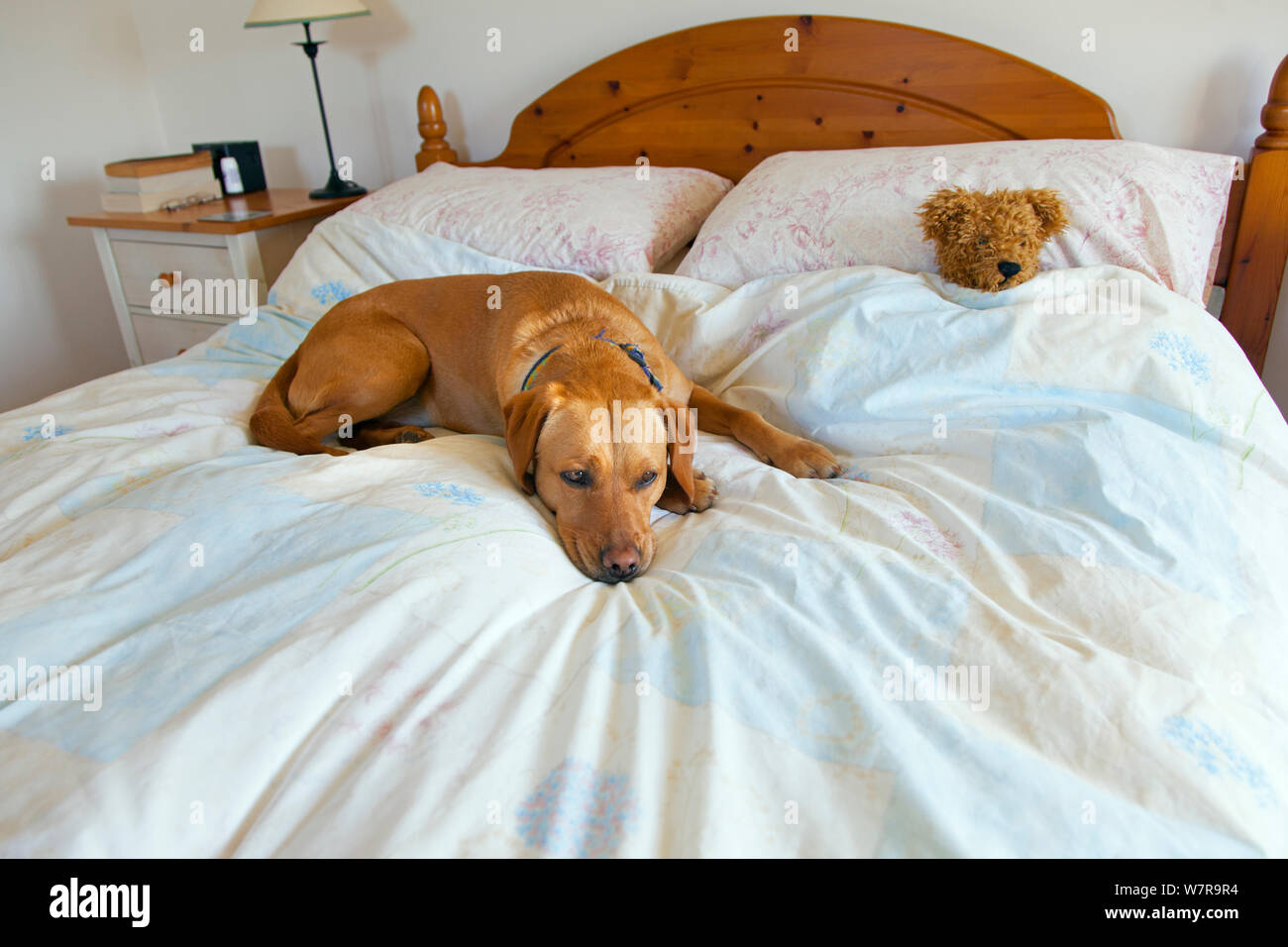 Gelben Labrador schlafen auf Besitzer Bett mit Teddybär. Stockfoto