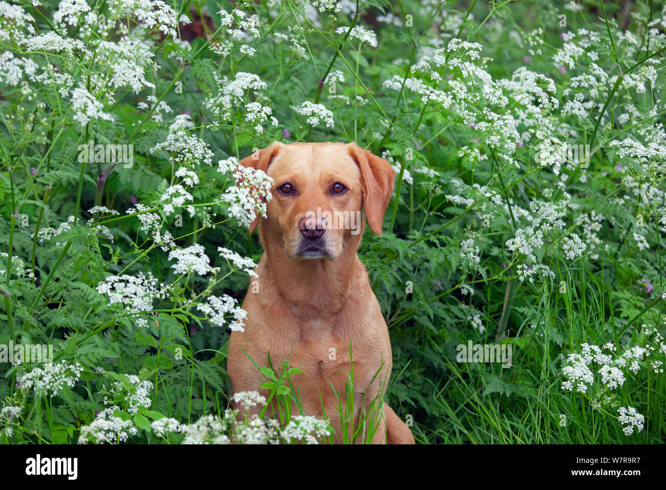 Gelber Labrador-Porträt in wilden Blumen. Stockfoto