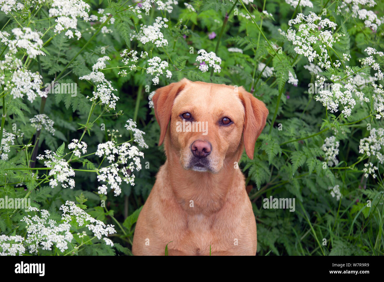 Gelber Labrador-Porträt in wilden Blumen. Stockfoto
