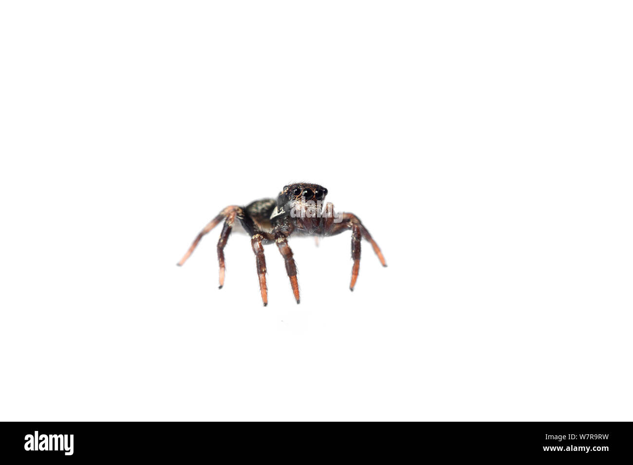 Jumping spider (Der) Sao Paulo, Brasilien. meetyourneighbors.net Projekt Stockfoto