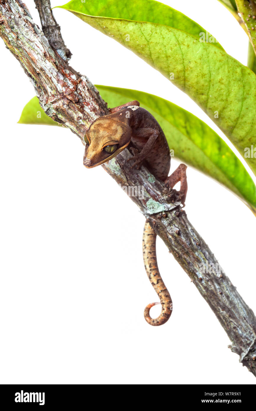 Cat Gecko (Aeluroscalabotes felinus) Klettern über Niederlassung, Crocker Range, Borneo, Malaysia. Meetyourneighbors.net Projekt Stockfoto