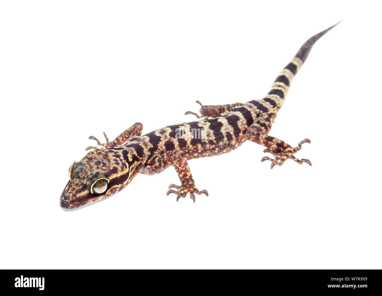 Gekko (Cyrtodactylus pubisulcus) Mount Kinabalu, Borneo, Malaysia. Meetyourneighbors.net Projekt Stockfoto