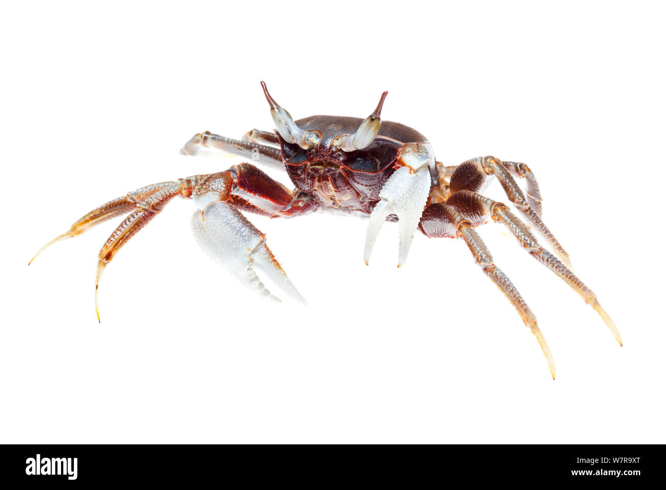 Gehörnte ghost Crab (Ocypode Kinarut Ceratophthalmus), Sabah, Borneo, Malaysia. Meetyourneighbors.net Projekt Stockfoto