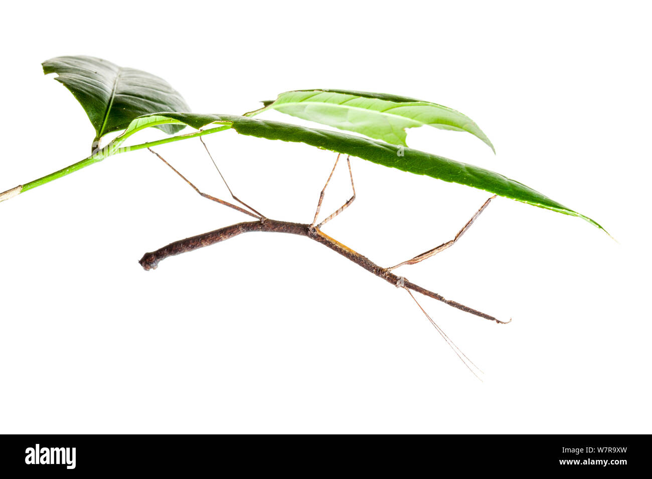 Insekt (phasmida) Mount Kinabalu, Borneo, Malaysia Stick. Meetyourneighbors.net Projekt Stockfoto