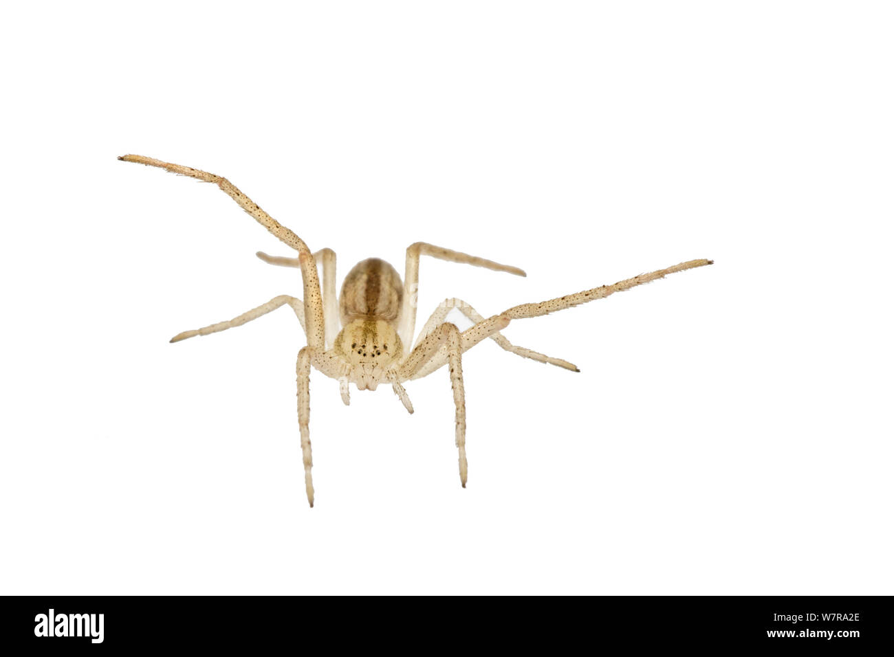 Schlanke crab Spider (Tibellus oblongus), Colorado, USA, August. meetyourneighbors.net Projekt Stockfoto