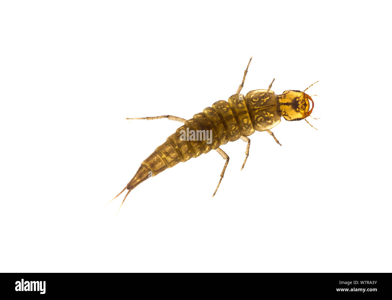 Larve Käfer (Coleoptera) in Lily See, Rocky Mountain BioBlitz August 2012 gefunden. Meetyourneighbors.net Projekt Stockfoto