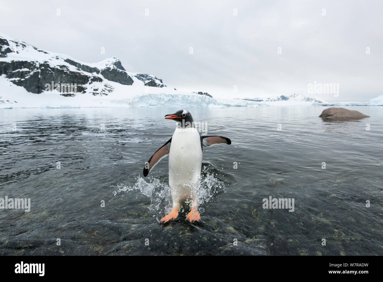 Gentoo Pinguin (Pygoscelis papua) spritzen, da es auf die Küste vom Meer springt, Cuverville Island, Antarktische Halbinsel, Antarktis Stockfoto