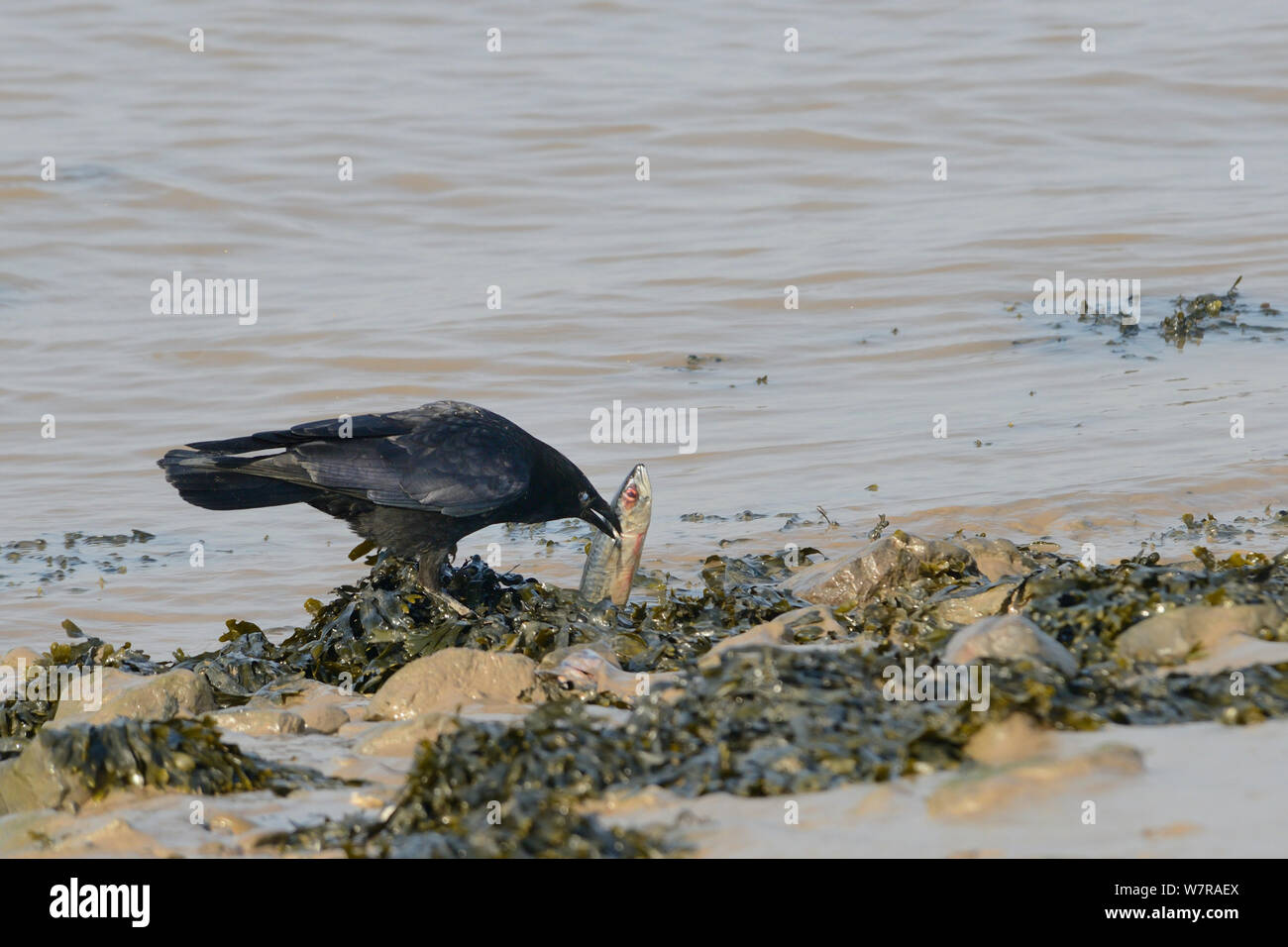 Nebelkrähe (Corvus corone) scavenging auf einem toten Makrele (Scomber scombrus) auf dem tideline, Severn Estuary, Somerset, UK, März gewaschen. Stockfoto