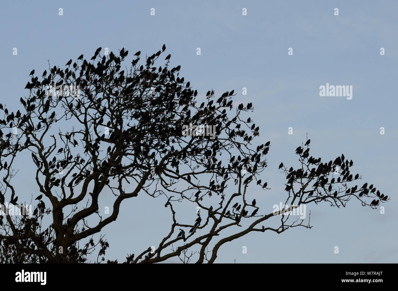 Stare (Sturnus vulgaris) zu einer Silhouette - in einem Blattlosen Esche Roost (Fraxinus excelsior), Shapwick, Somerset, UK, Dezember. Stockfoto