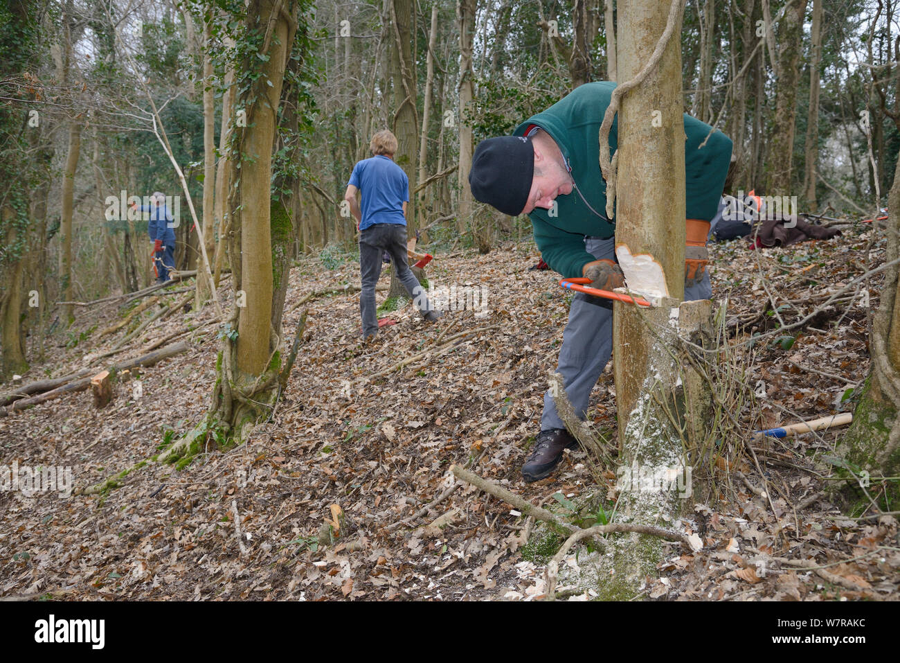 Drei Backwell Umwelt Vertrauen freiwillige coppicing junge Bäume mit Handsägen und Achsen, die biologische Vielfalt zu erhöhen und der Wald Lebensraum für Hazel Haselmäuse (Muscardinus avellanarius) in der Nähe von Bristol, Somerset, UK, März zu verbessern. Stockfoto