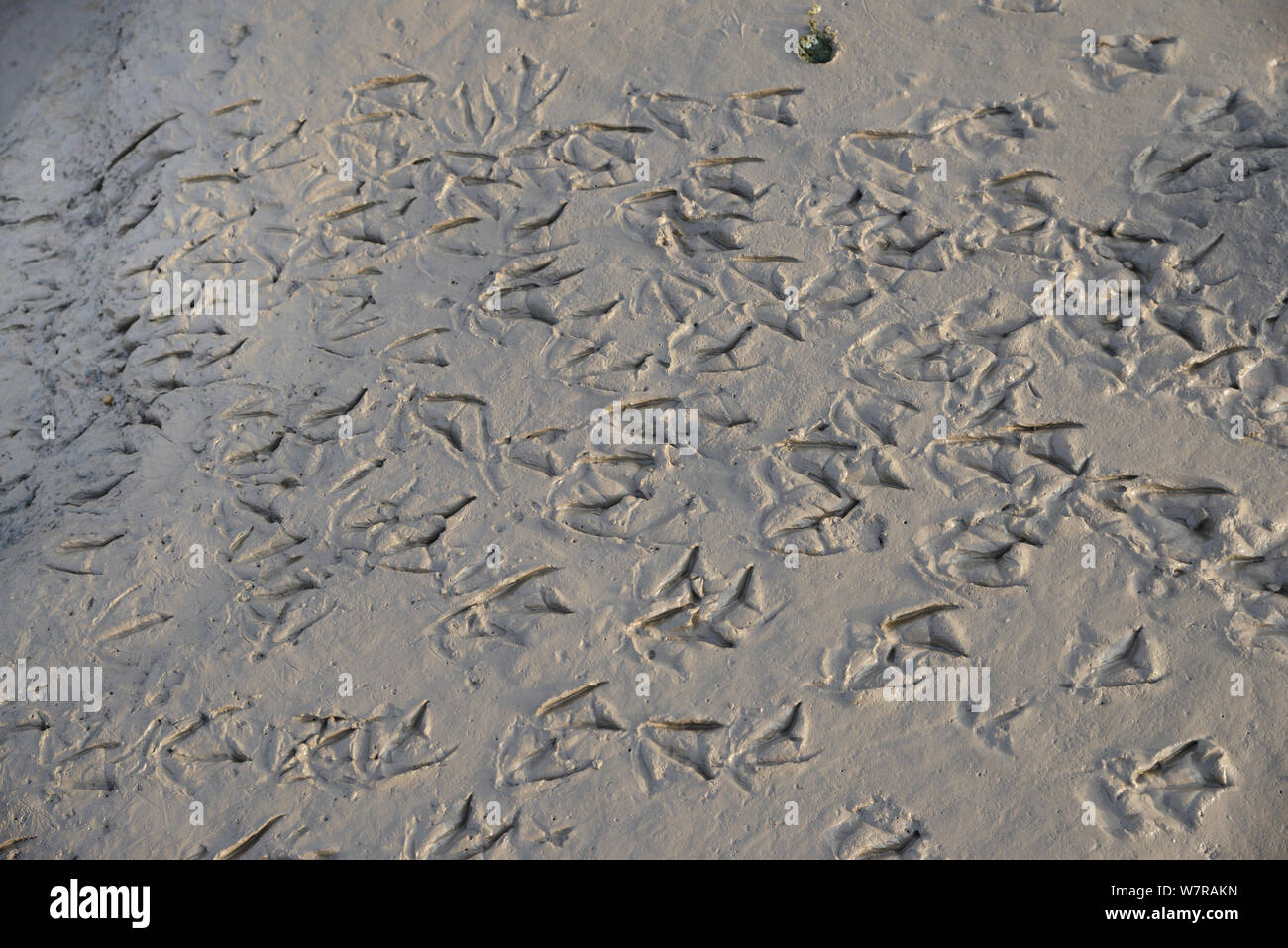 Spuren der Pfeifente (Anas peneolope) auf Gezeiten Wattenmeer, Severn Estuary, Somerset, UK, März. Stockfoto