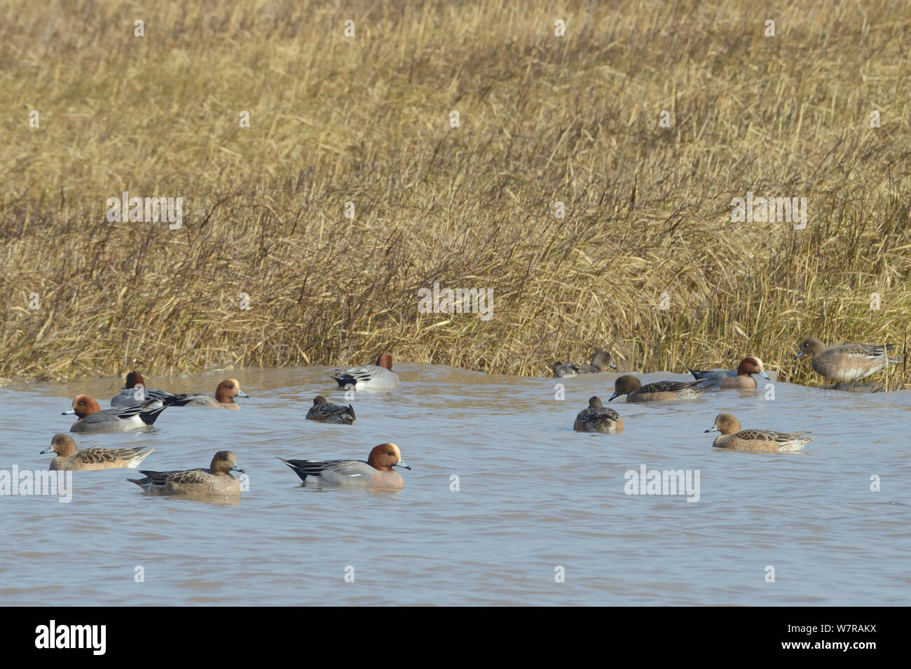 Pfeifente (Anas penelope) Schwimmen in eine Flutwelle Creek als Flut steigt auf Gras Spartina/Netzkabel (Spartina sp.) wachsen auf dem saltmarsh Fransen, Severn Estuary, Somerset, UK, März. Abdeckung Stockfoto