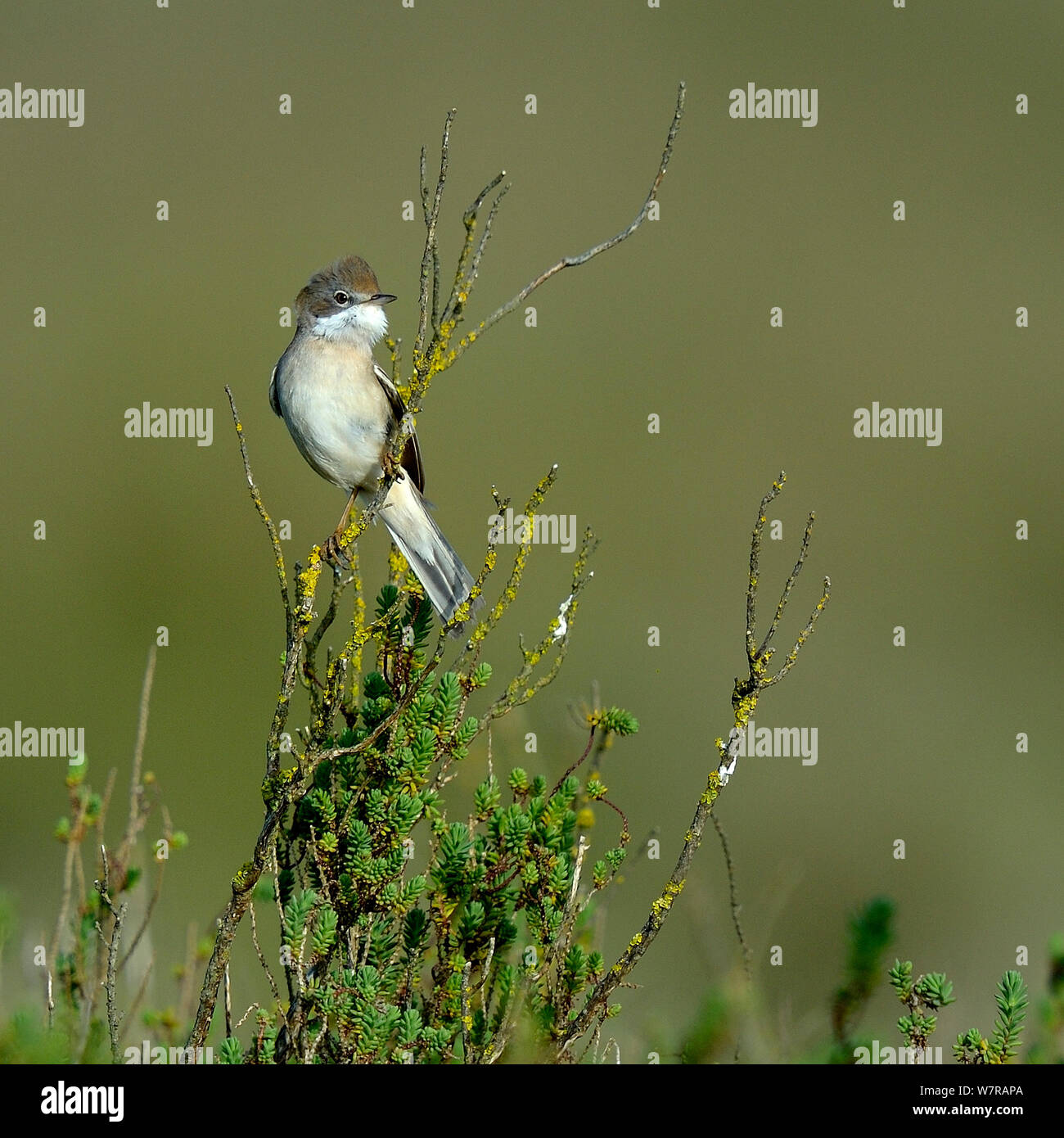 Common Whitethroat (Sylvia communis) auf einem Zweig, VendÃ©e, Frankreich, April Stockfoto