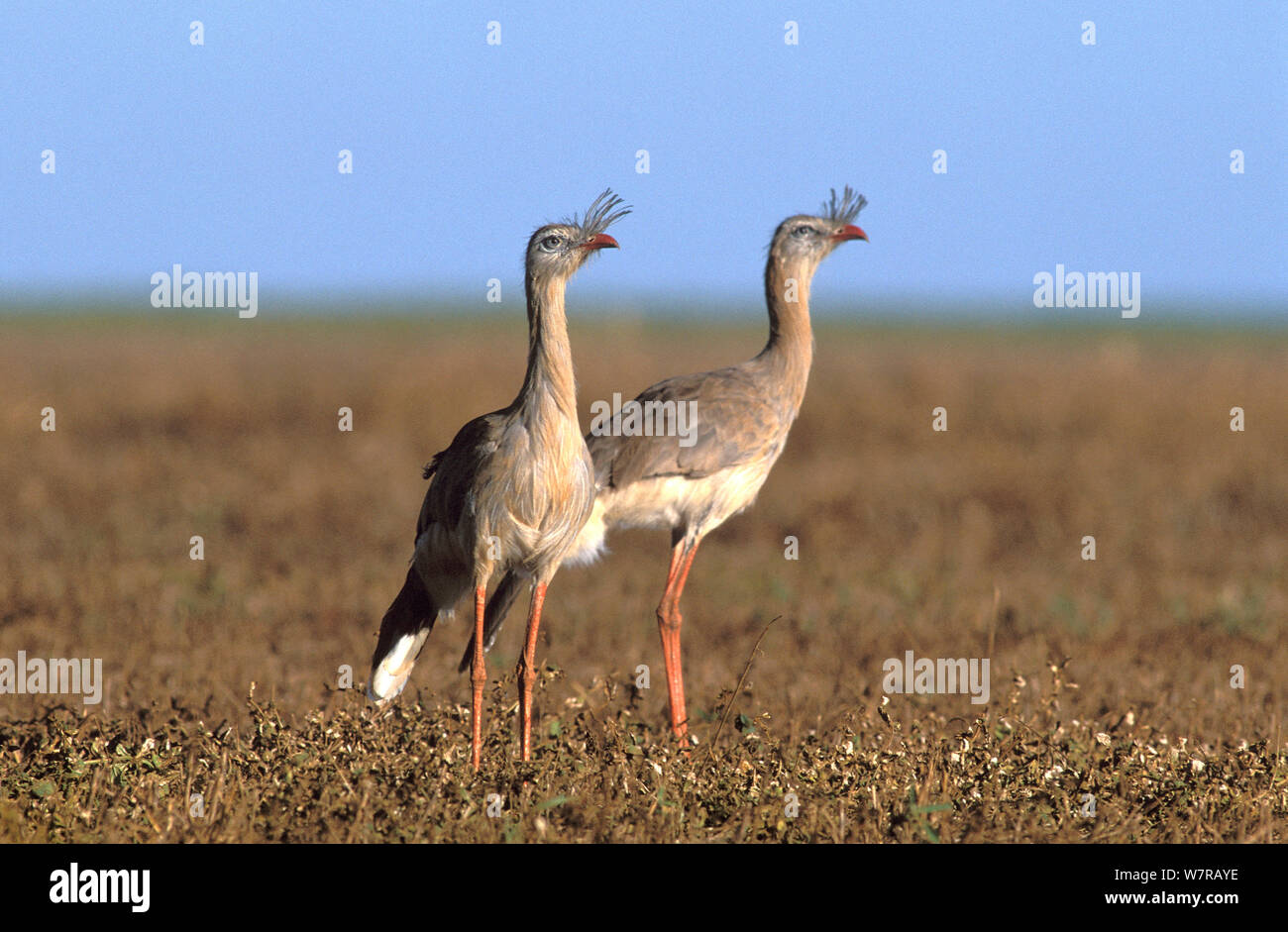 Red-legged Seriema (Cariama cristata) zwei, Emas Nationalpark, Goias, Cerrado region, Zentral Brasilien. Stockfoto