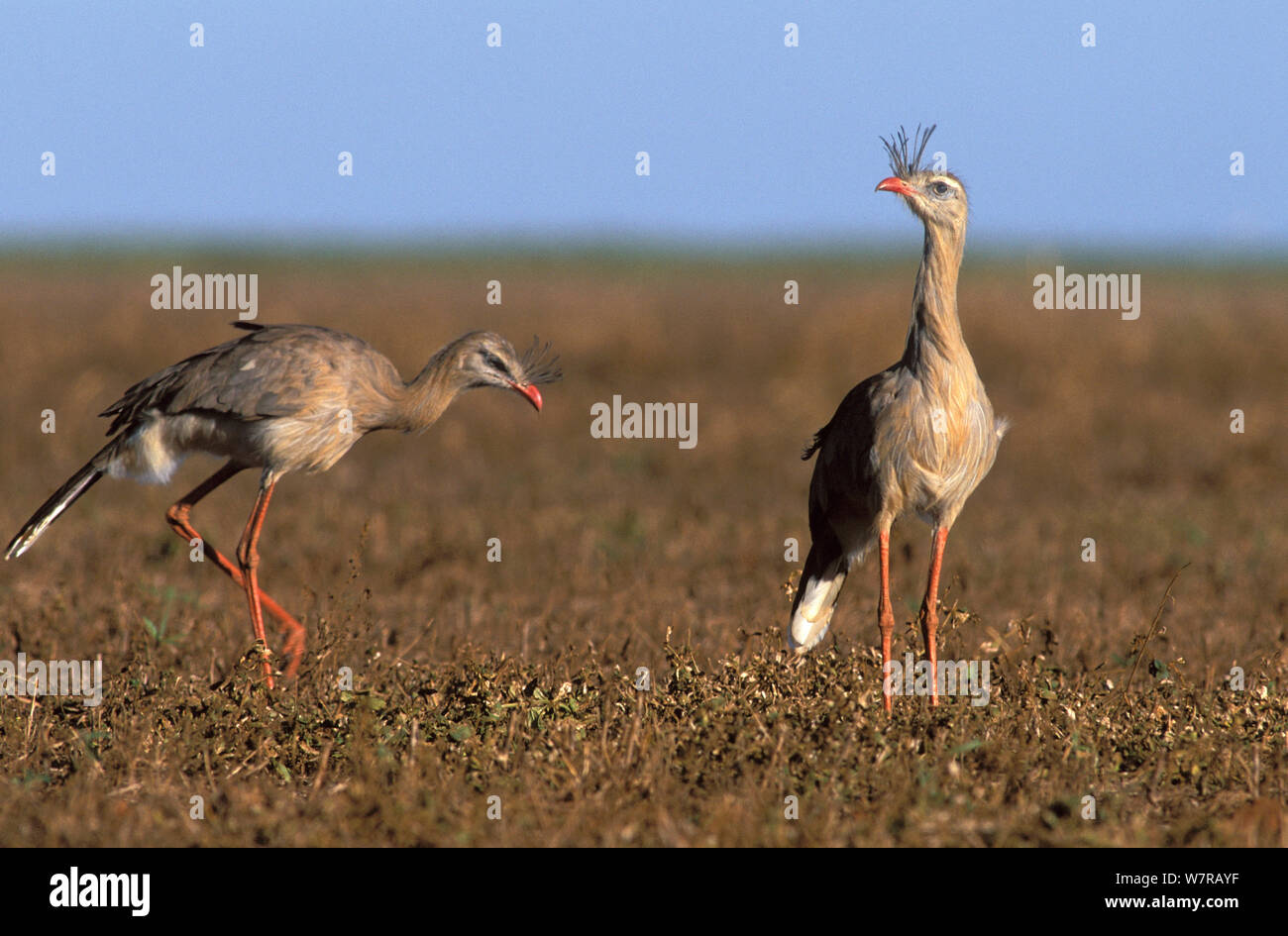 Red-legged seriemas (Cariama cristata) Emas Nationalpark, Goias, Cerrado region, Zentral Brasilien. Stockfoto