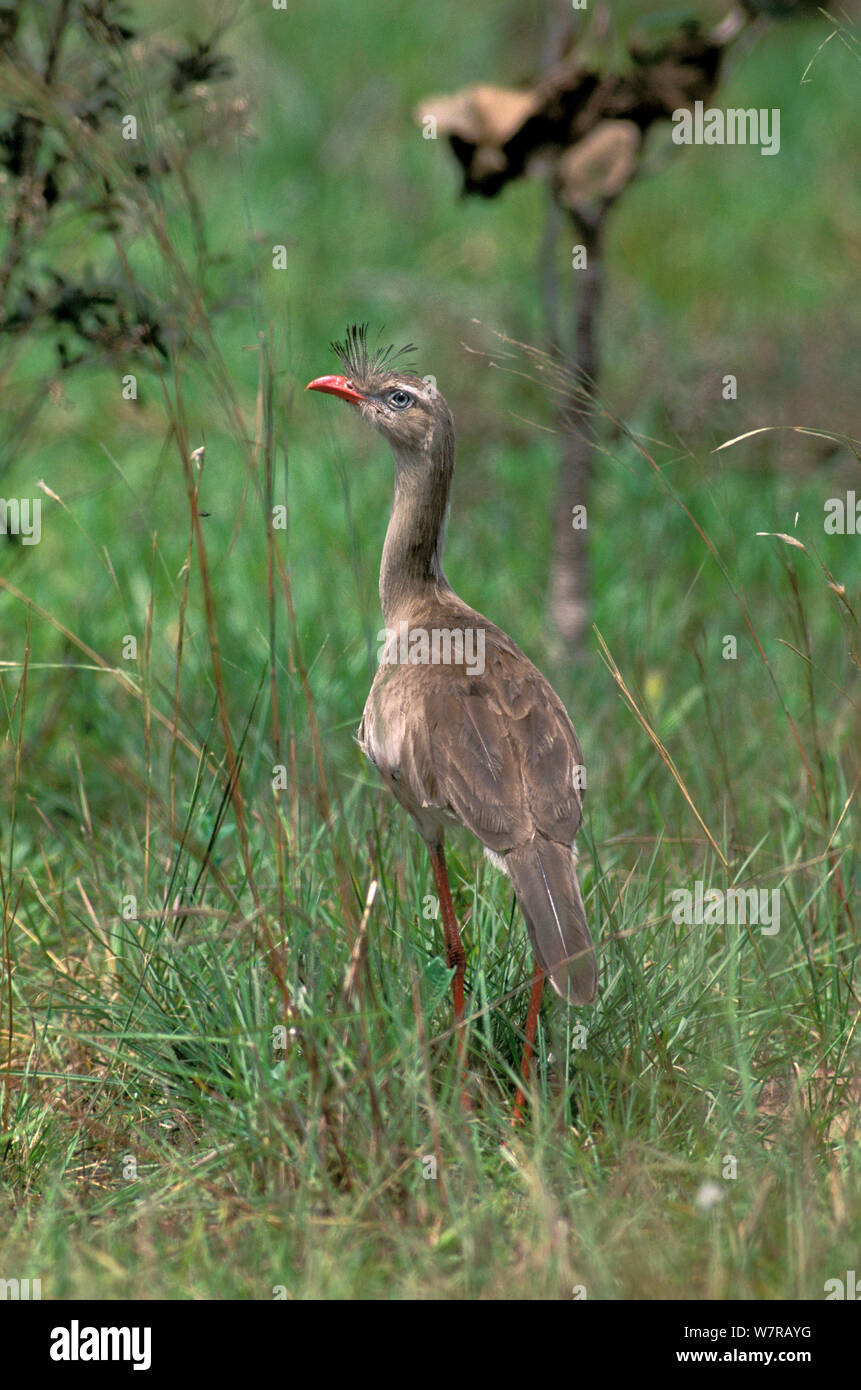 Red-legged Seriema (Cariama cristata) Emas Nationalpark, Goias, Cerrado region, Zentral Brasilien. Stockfoto