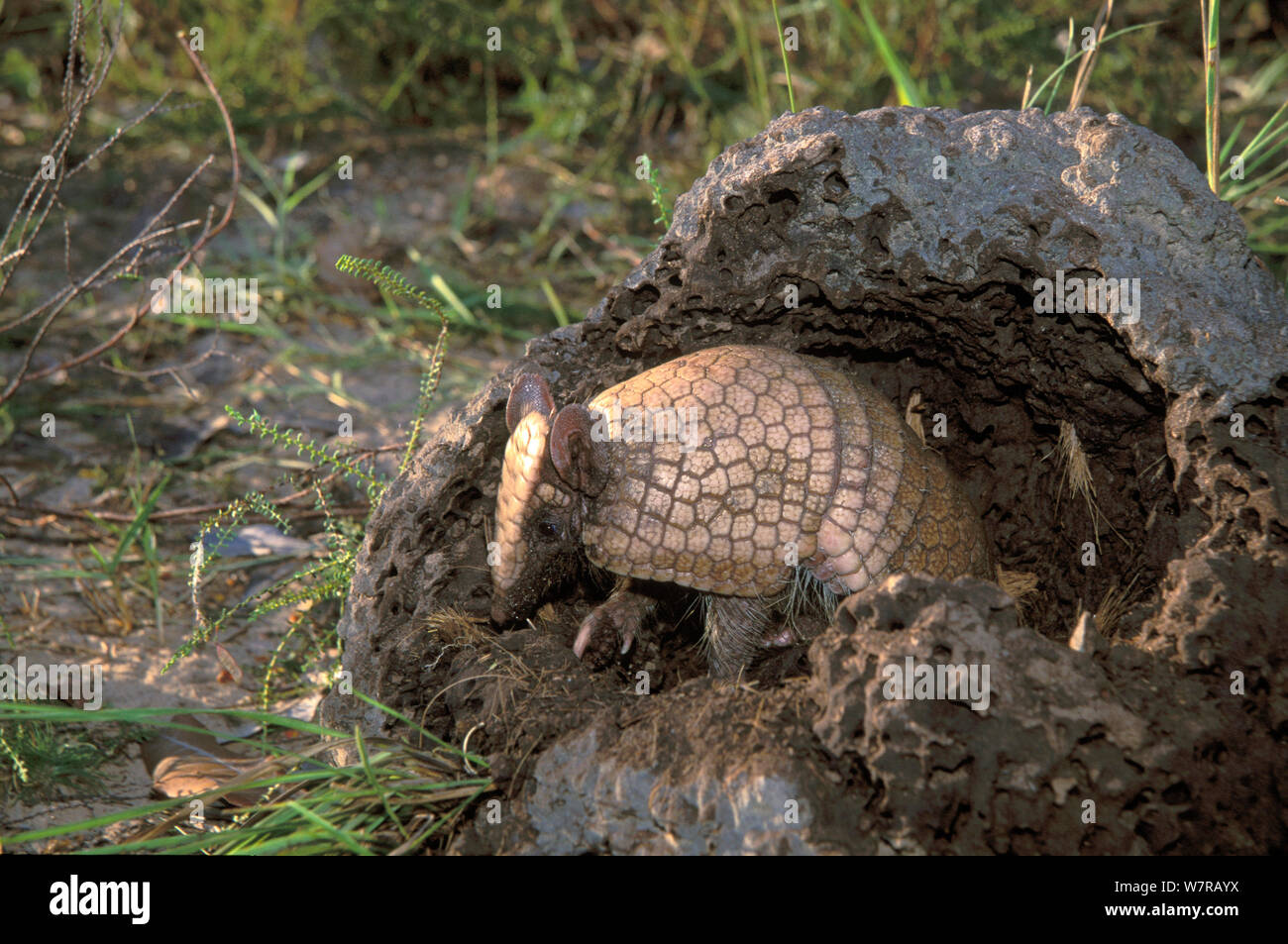 Drei-Gebändert Armadillo (Tolypeutes tricinctus) termite Damm, Cerrado von piaui Zustand, im Nordosten Brasiliens. Stockfoto