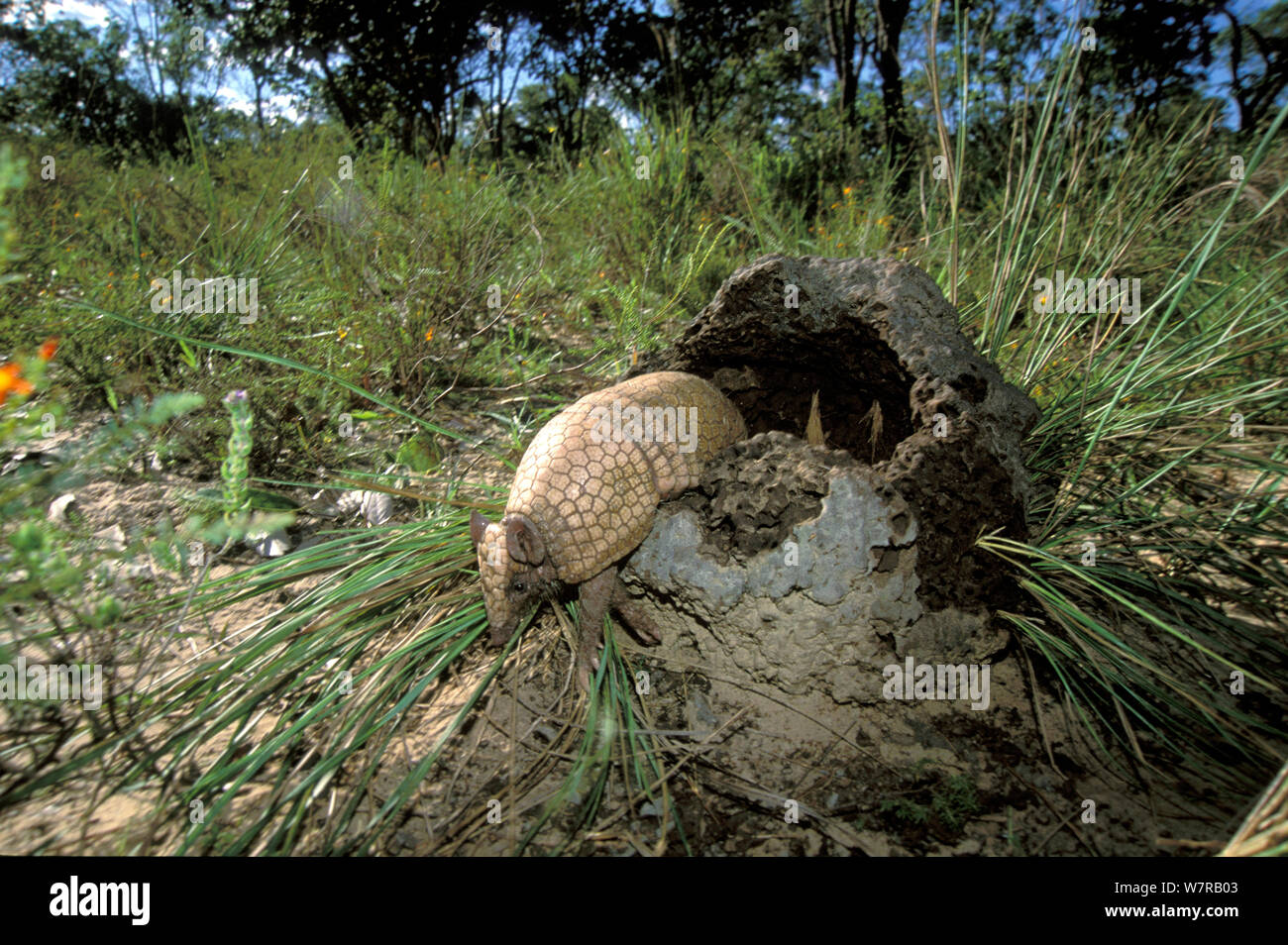 Drei-Gebändert Armadillo (Tolypeutes tricinctus) verlassen termite Damm, Cerrado von piaui Zustand, im Nordosten Brasiliens. Stockfoto