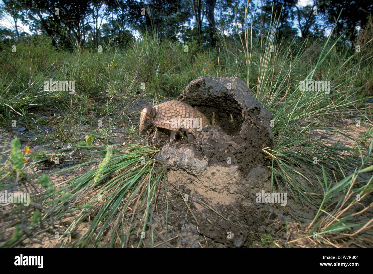 Drei-Gebändert Armadillo (Tolypeutes tricinctus), die von Termiten Damm, Cerrado von piaui Zustand, im Nordosten Brasiliens. Stockfoto