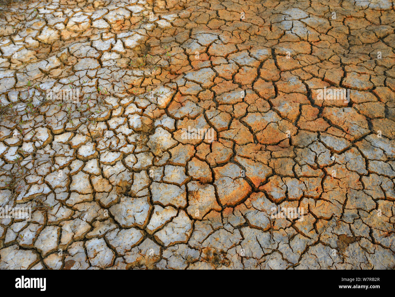 Saisonalen Sumpfgebiete, die getrocknet war, Pulicat See, Tamil Nadu, Indien, Januar 2013. Stockfoto